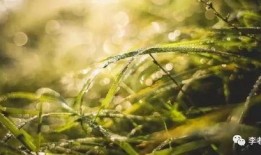 青青国产草视频,青涩情感演绎