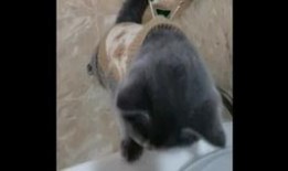 国产老肥熟,传承与创新中的匠心独运