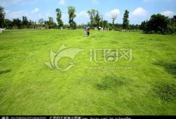 青青青草国产,探寻青青青草国的绿色奇迹