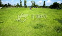 青青青草国产,探寻青青青草国的绿色奇迹